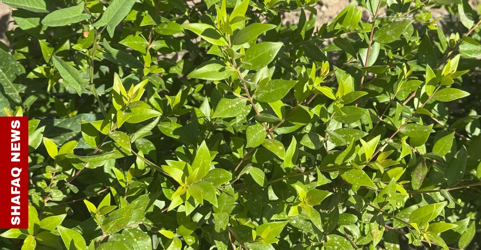 From paradise to pavement: Baghdad losing its sacred plant
