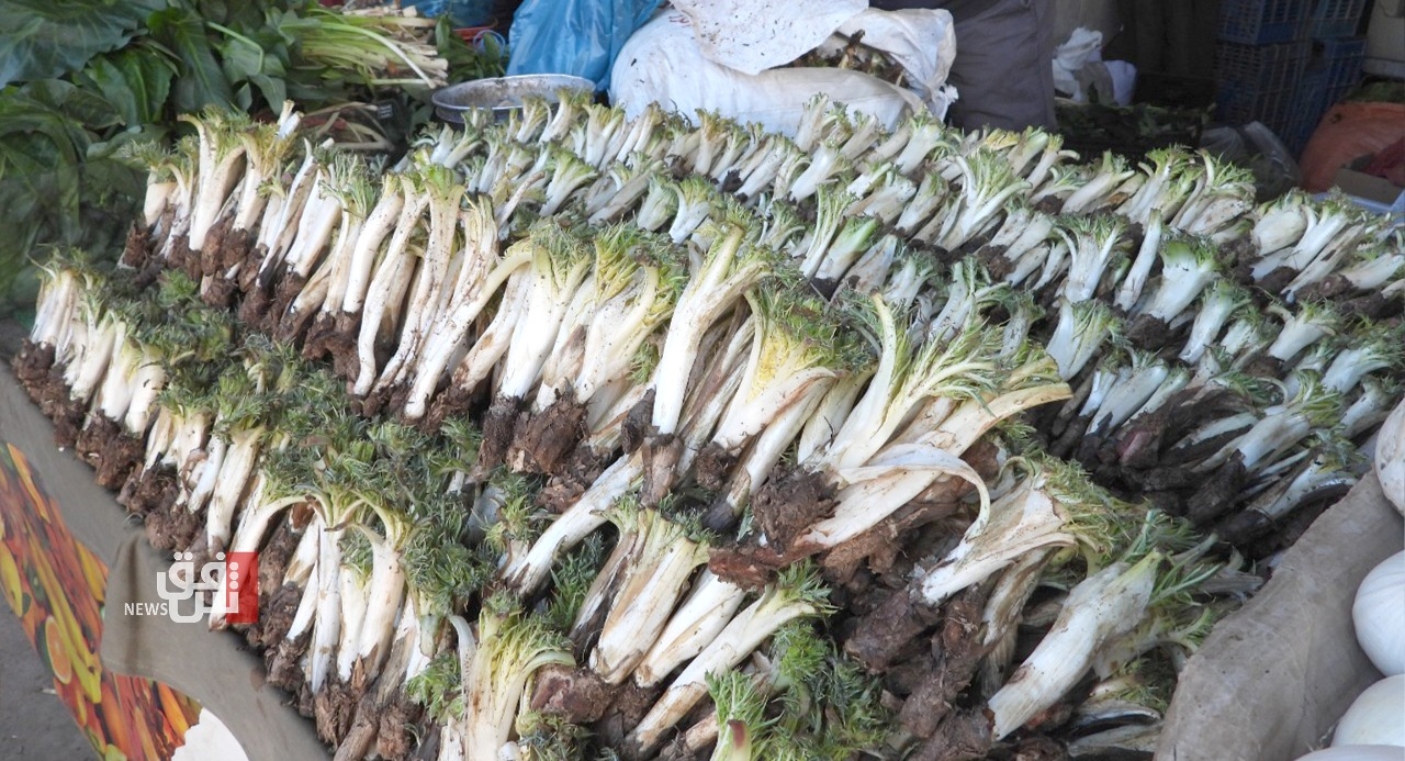 Wild Gundelia crisis: Kurdish Ilam's beloved plant faces extinction