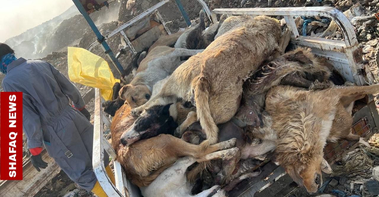 تسبب 300 إصابة شهرياً.. نينوى تطلق حملة لمكافحة الكلاب السائبة
