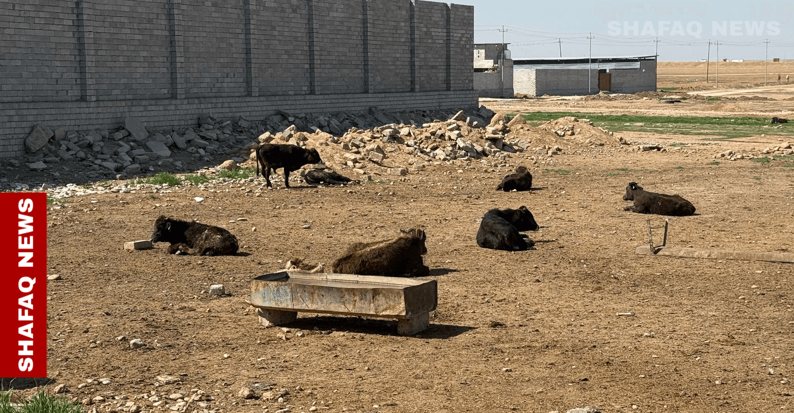 CCHF: Kirkuk bans animal movement, illegal slaughter