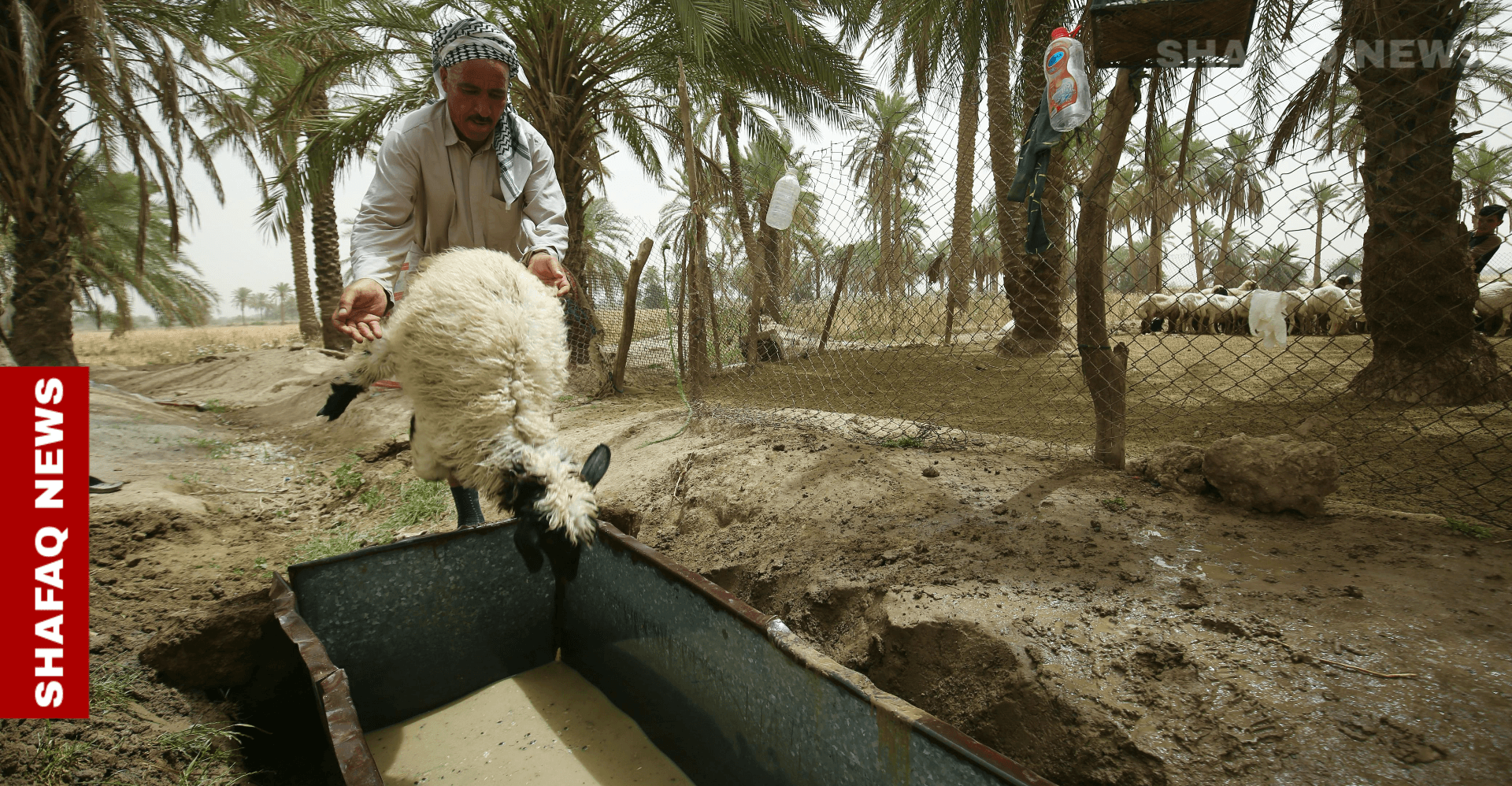 عجز يعصف بالثروة الحيوانية في العراق.. إنشاء مشروع يتطلب موافقة 11 وزارة