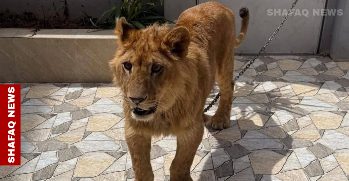 Lions in houses: exotic pet trend grows in Iraq