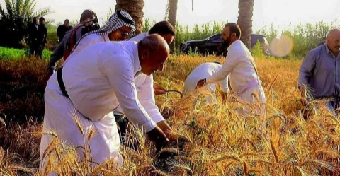 الحنطة تزدهر والزراعة تحتضر.. كربلاء في مفارقة مقلقة