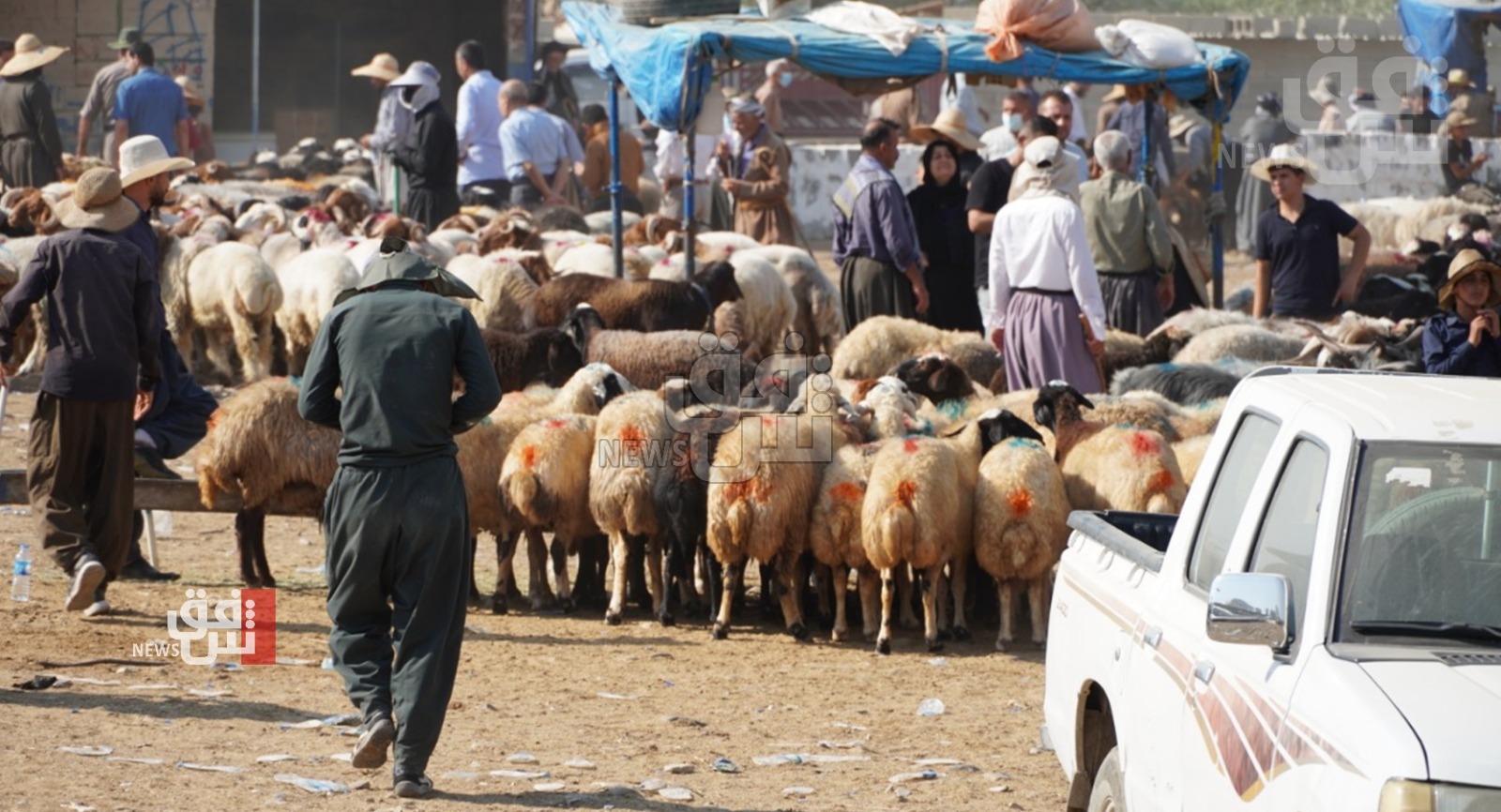 CCHF on the rise: Kurdistan on high alert ahead of Eid al-Adha