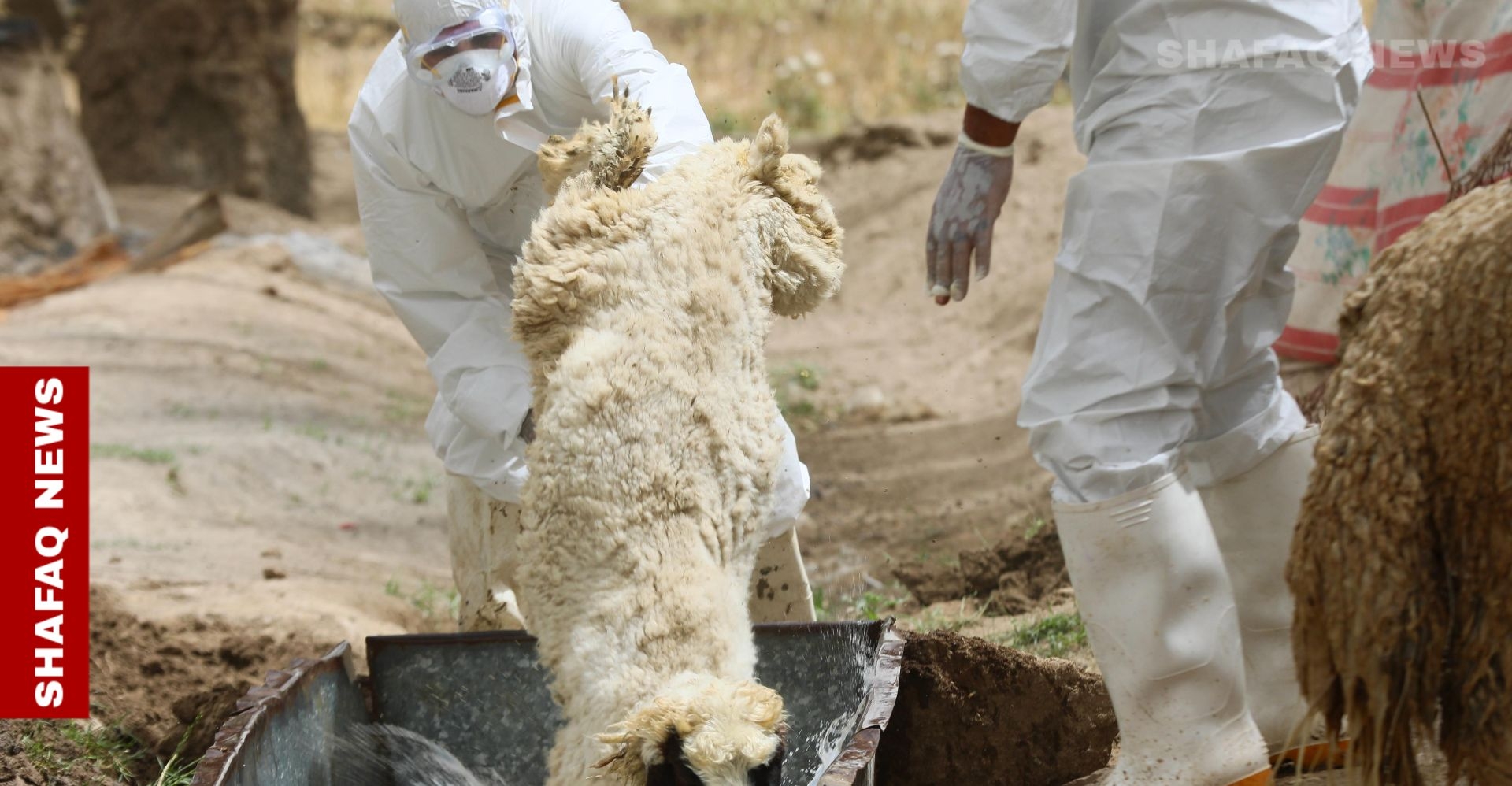 CCHF on the rise: Iraq confirms 109 infections ahead of Eid al-Adha