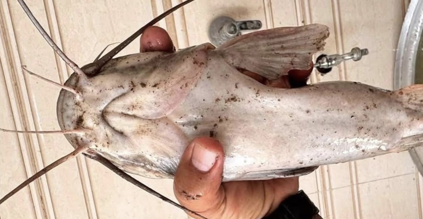 First-ever sighting of African Catfish in Iraq's marshes