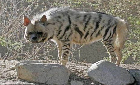 Rare Arabian Hyena spotted in Northern Iraq, raising conservation concerns