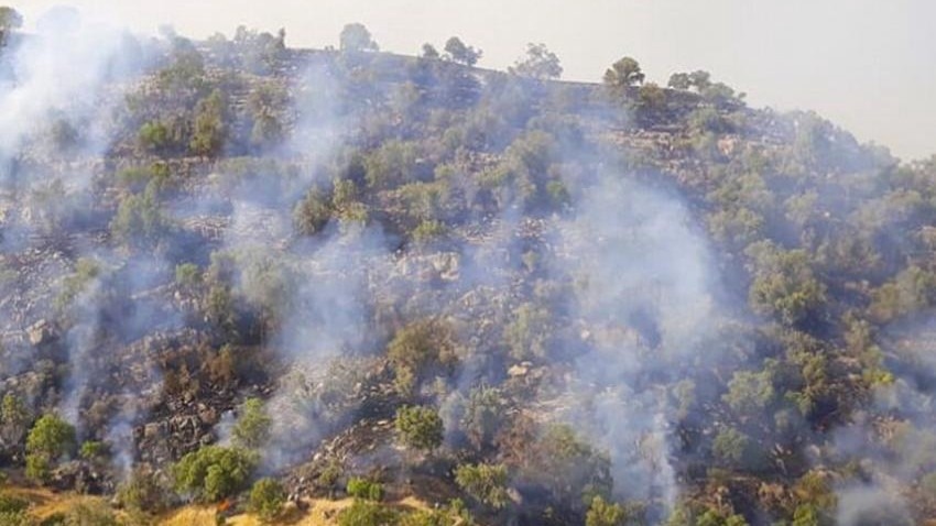 Kurdish Ilam's oak forests face ‘Ecological Collapse'