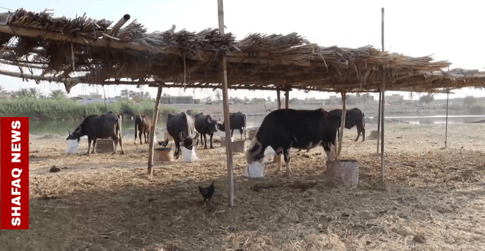 Drought displacement: Herders seek refuge in Al-Nasiriyah, call for aid