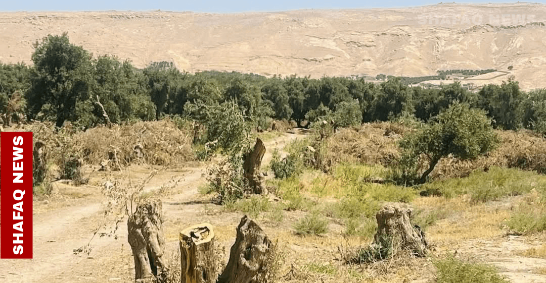 تباع لأصحاب "شوي السمك".. بيئة نينوى تتحرك لإيقاف قطع اشجار الزيتون