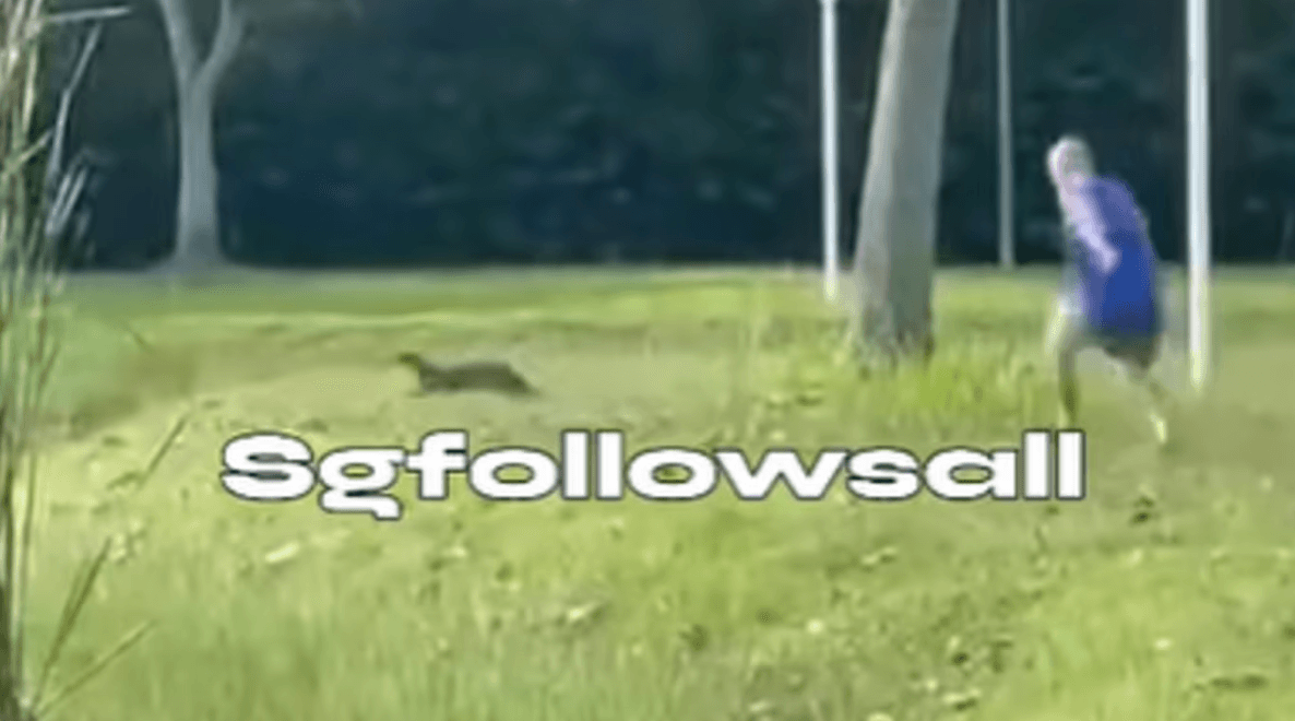Otters targeted by stone-throwing men in viral video, NParks steps in
