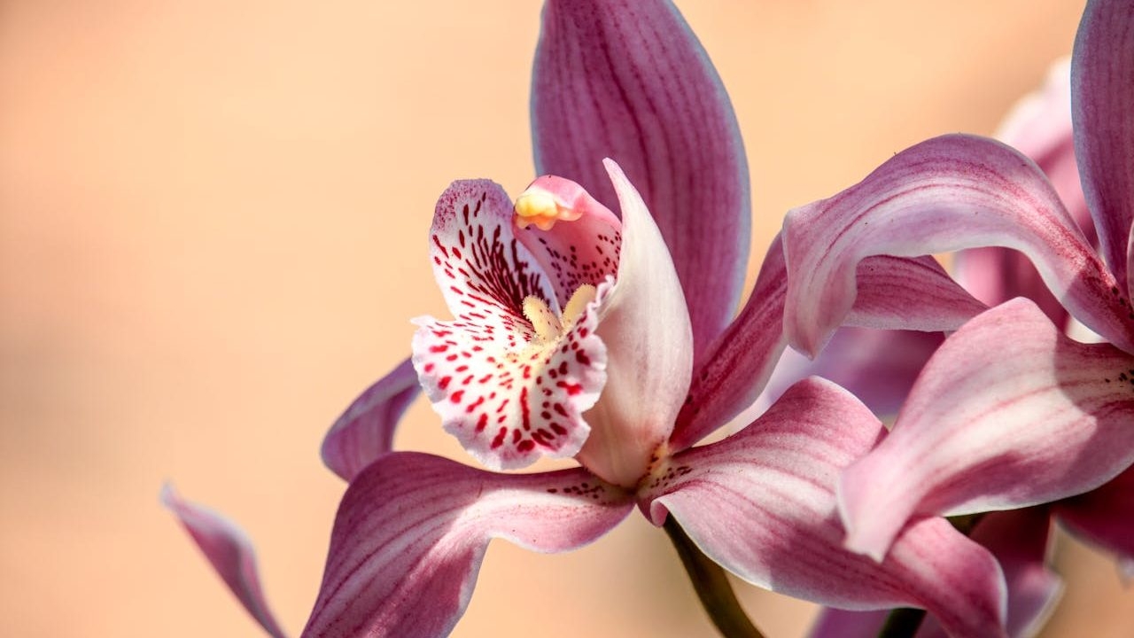 A floral journey across the Pacific at Chelsea Flower Show 2025
