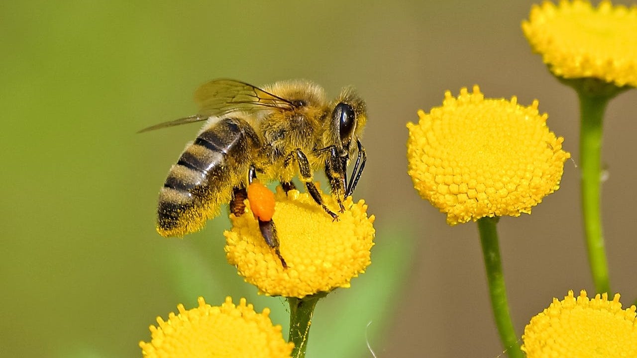 Bees under siege: Wars, street lights, and microplastics pose growing threat, scientists warn