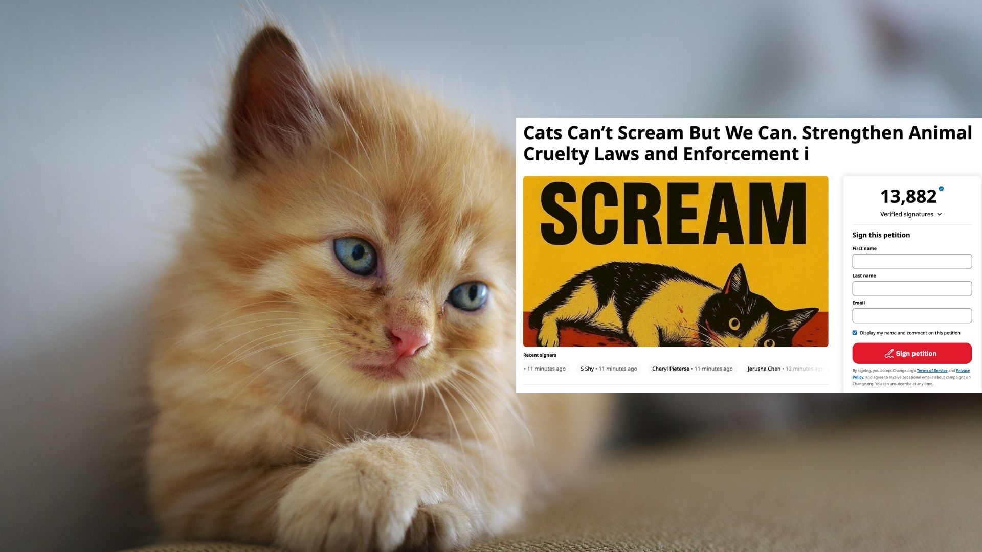 'Cats can't scream but we can': Viral petition renews calls for stronger animal cruelty Enforcement in Singapore