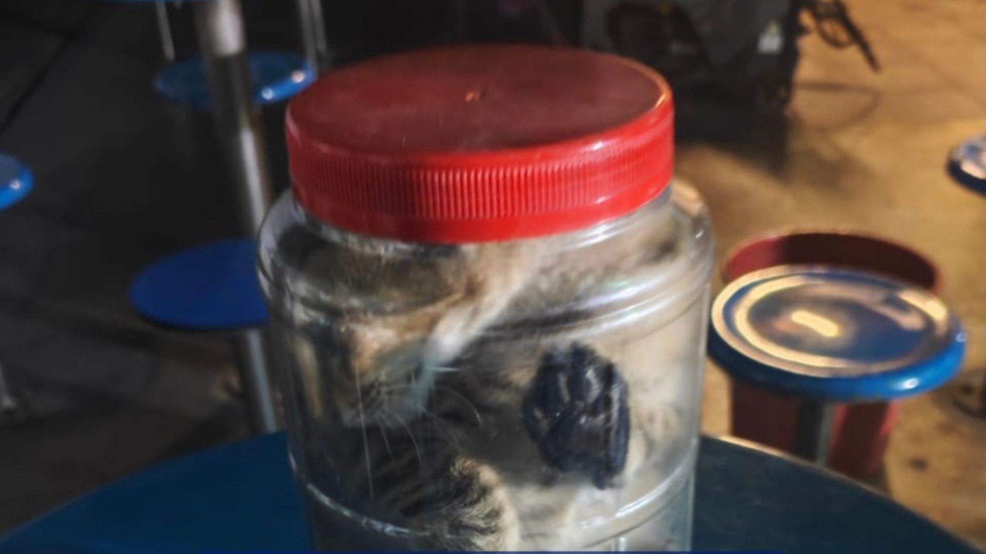 Kitten stuffed into a container at tech park spurs outcry amid calls for harsher animal cruelty laws