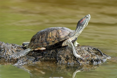 Man caught smuggling over 2,500 red-eared slider turtles from SG to Bengaluru