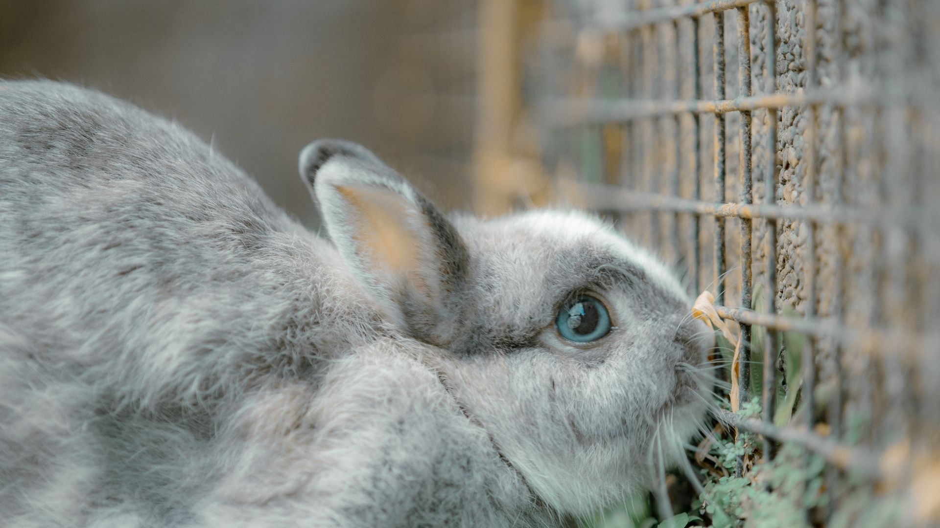 Singaporean questions pet shop practices after spotting caged rabbit for two months