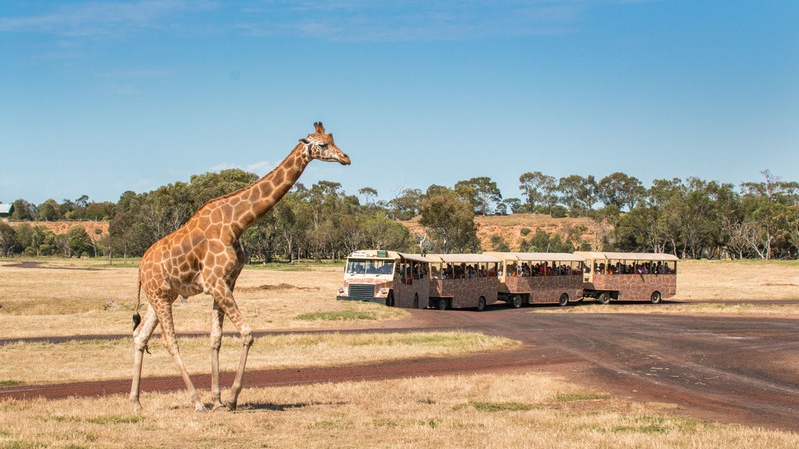These Australian wildlife parks are the most popular in the world outside of Africa