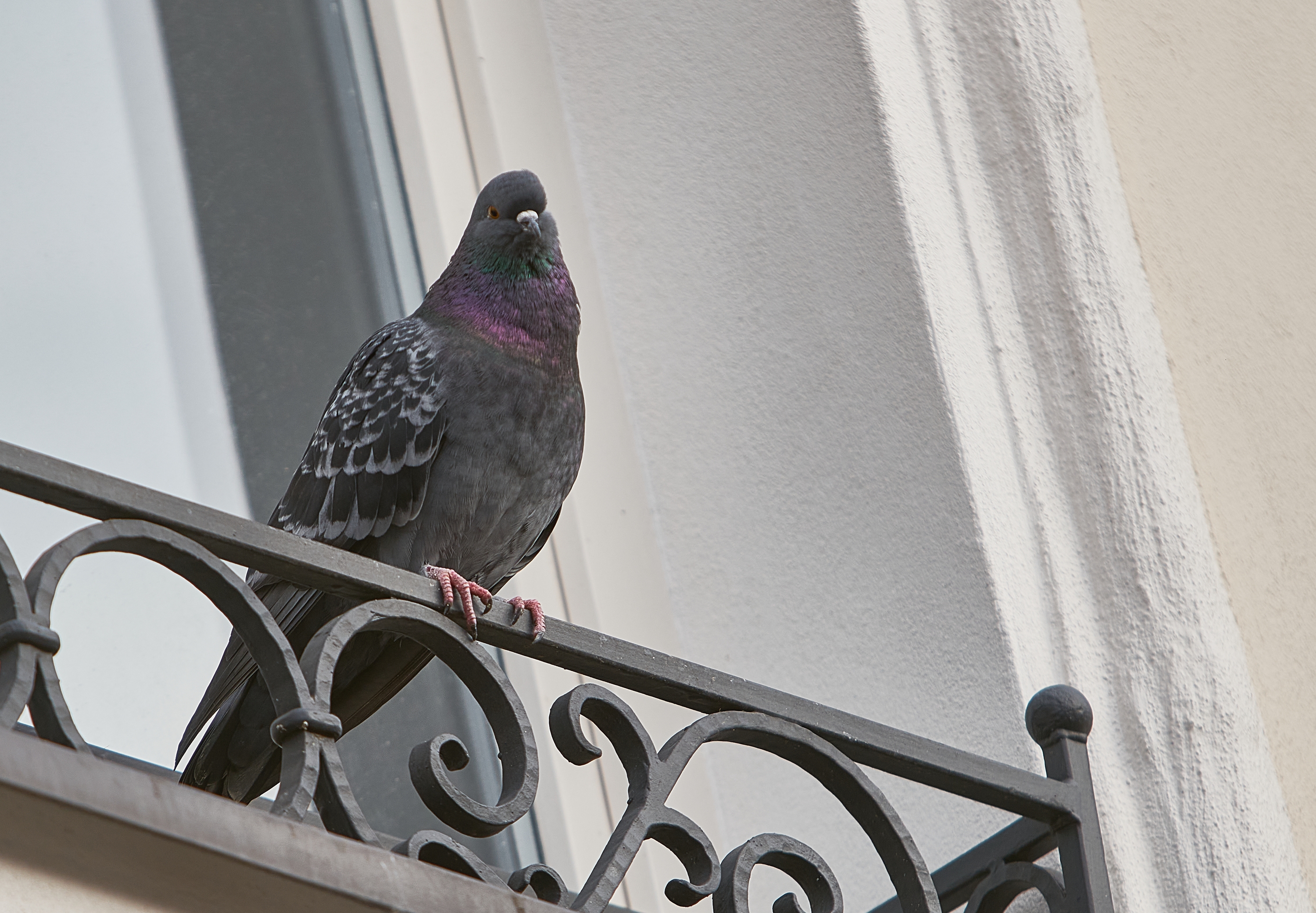 A pigeon festival may be coming to the High Line, complete with a "pigeon impersonation pageant"