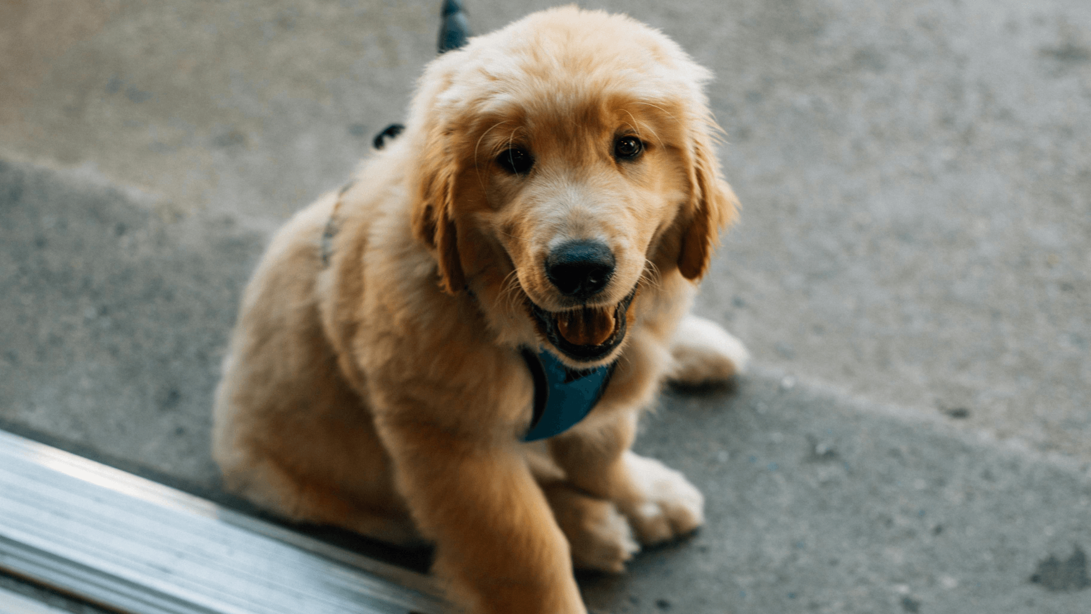 Meet adorable dogs at this poppy pup-up in Sydney city