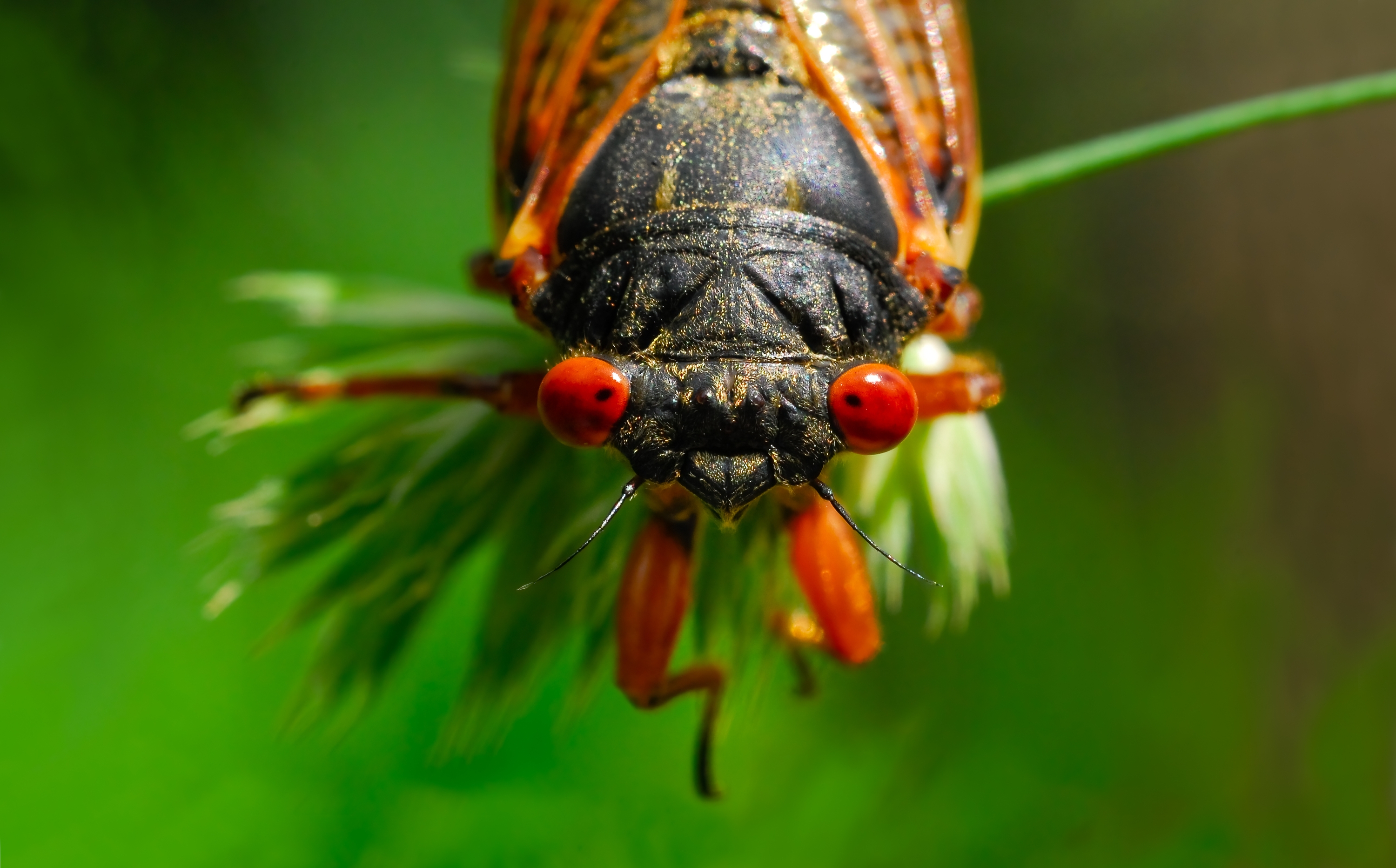 A 17-year cicada cycle is about to hit—here's what to know