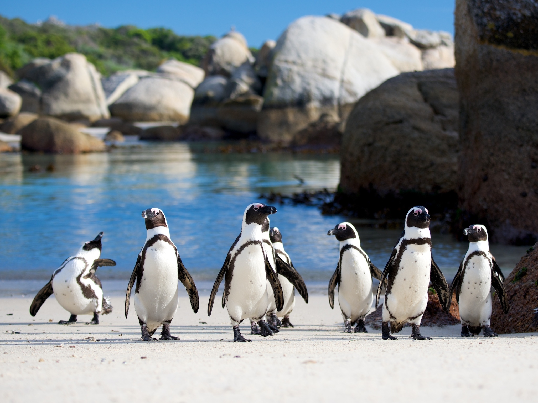 Cape Town dog owners urged to be careful around penguins