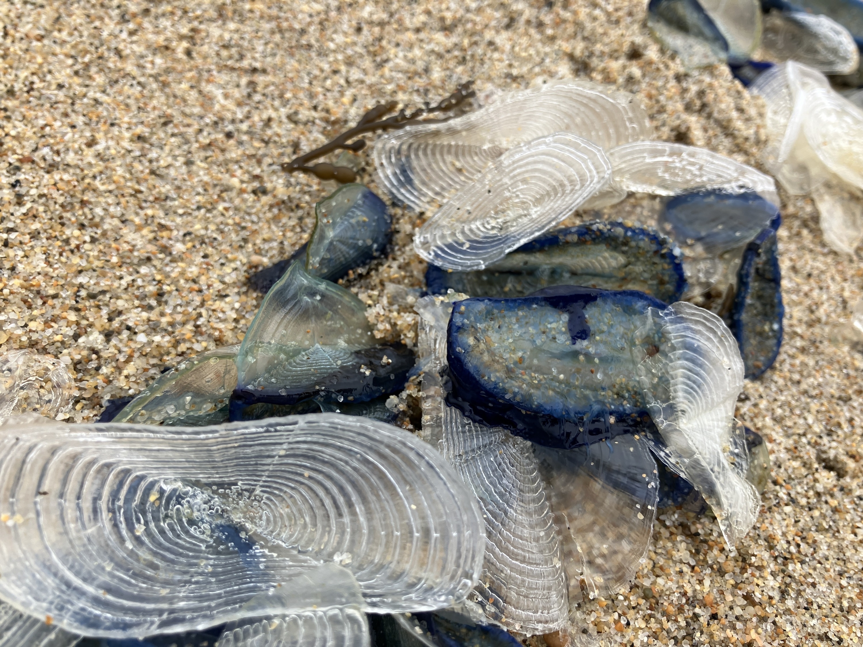 Think you're seeing plastic on the beach? It might just be a sea creature.
