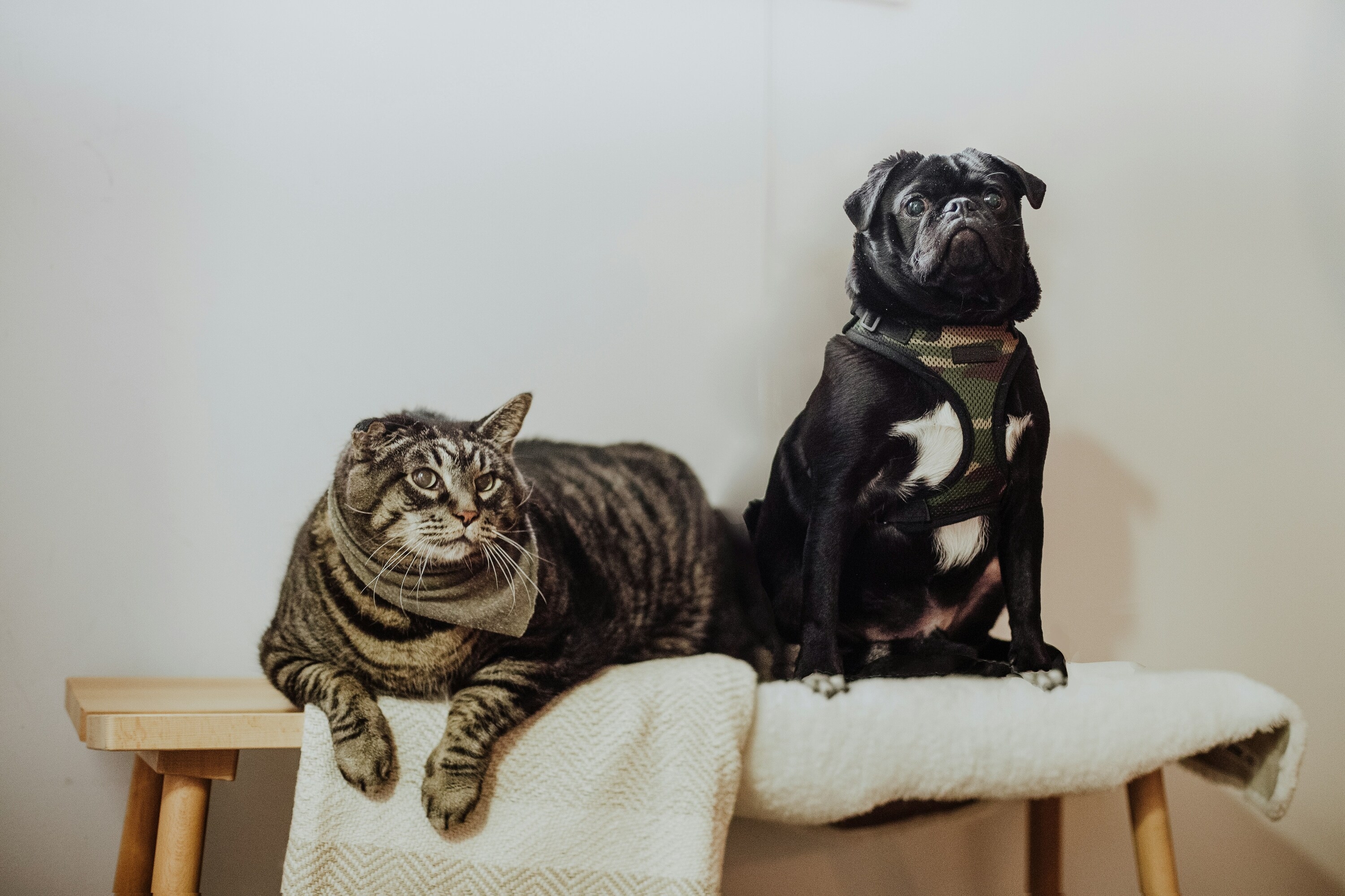 The 10 most popular dog and cat names in Australia right now