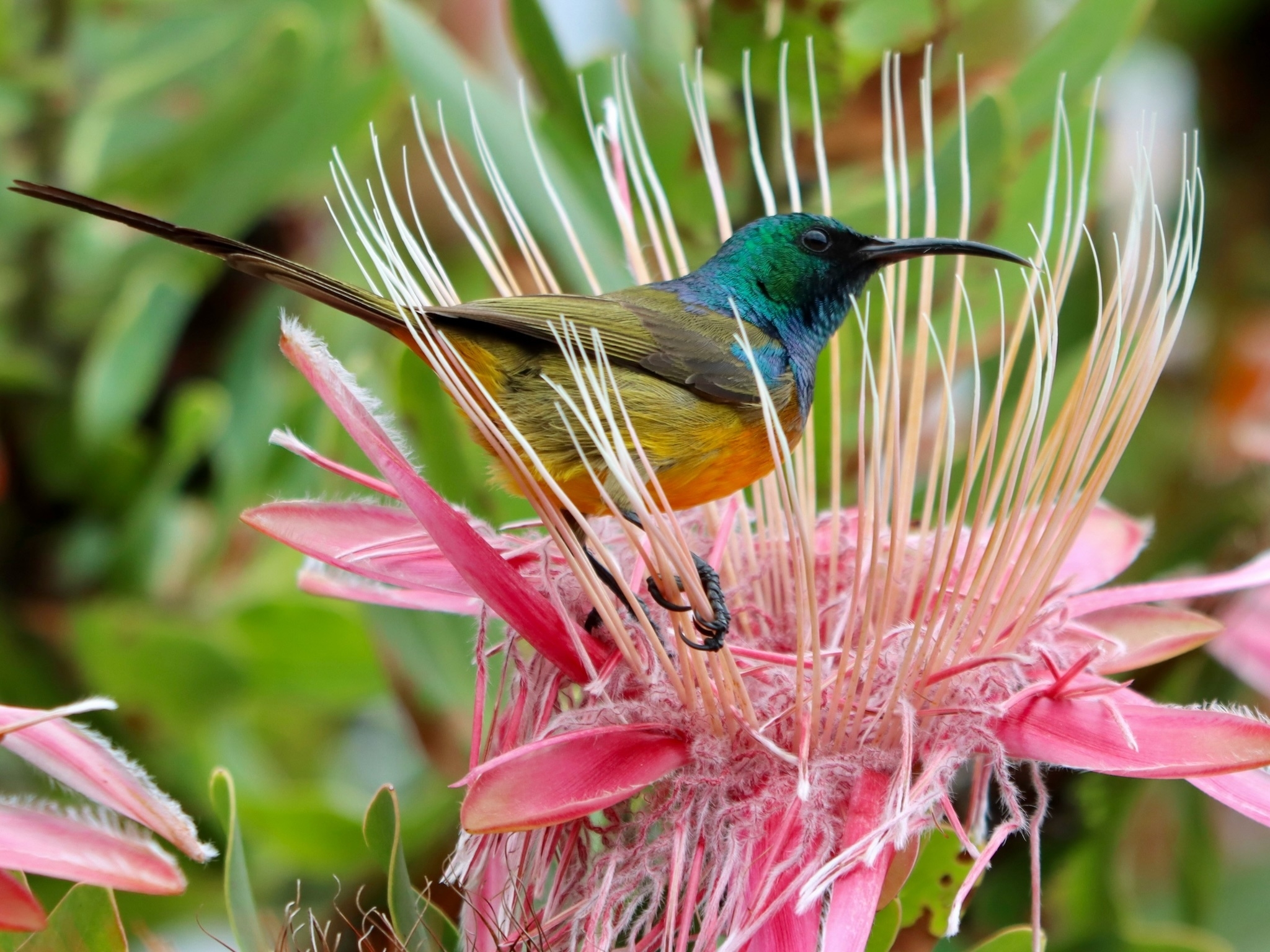 Go wild for the City Nature Challenge