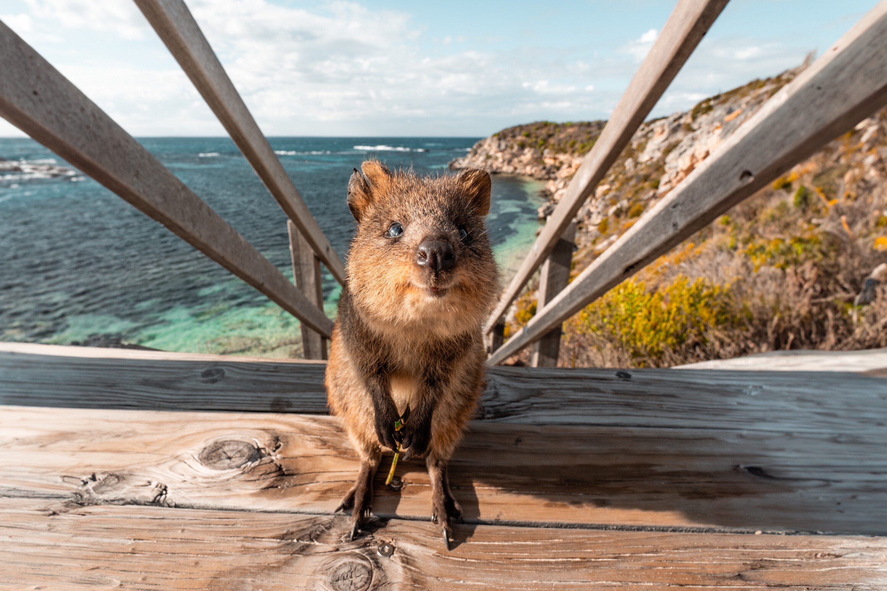 Three rare (and adorable) quokkas have just landed in Sydney