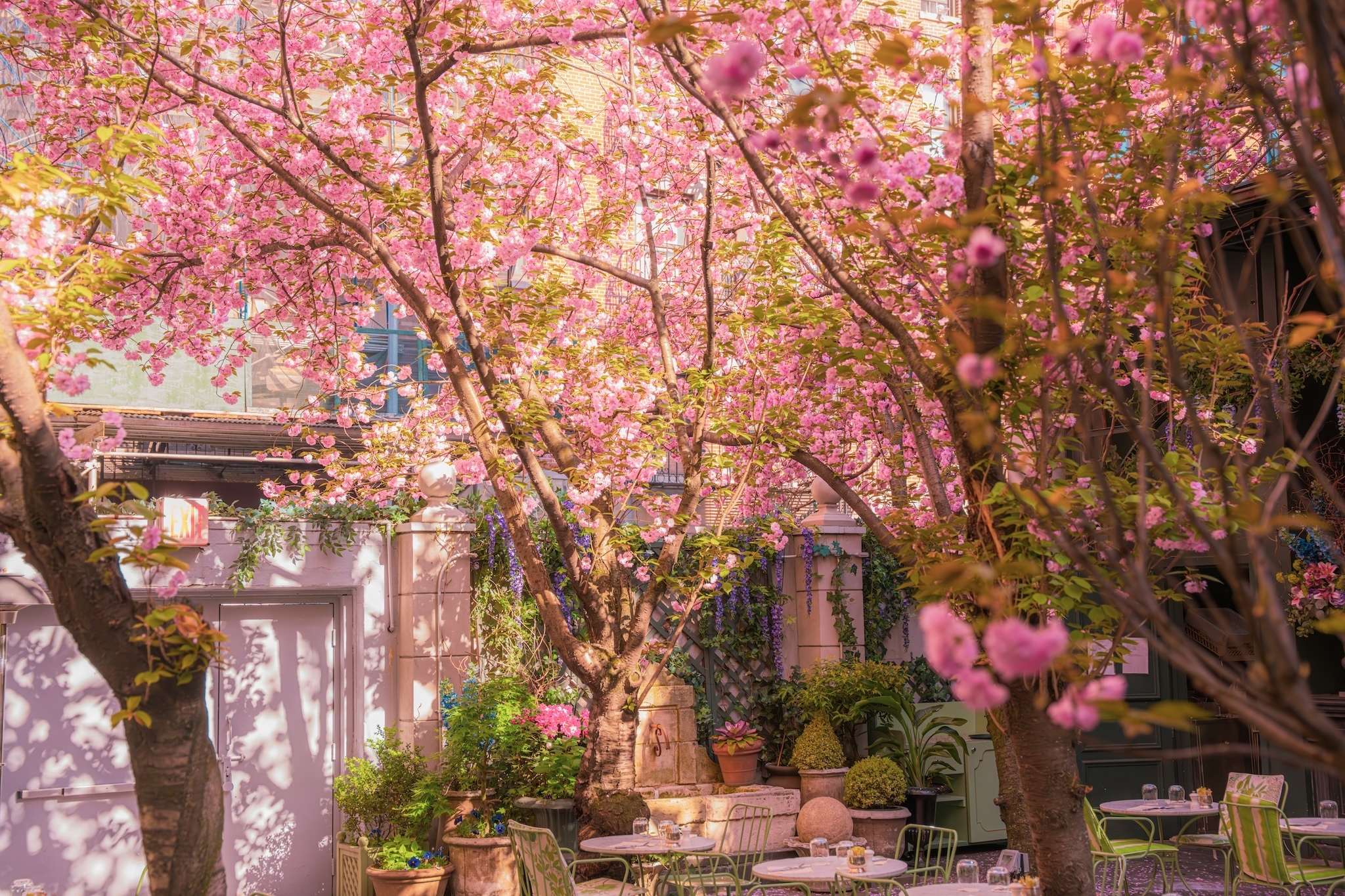 This secret garden in Soho is a cherry blossom oasis