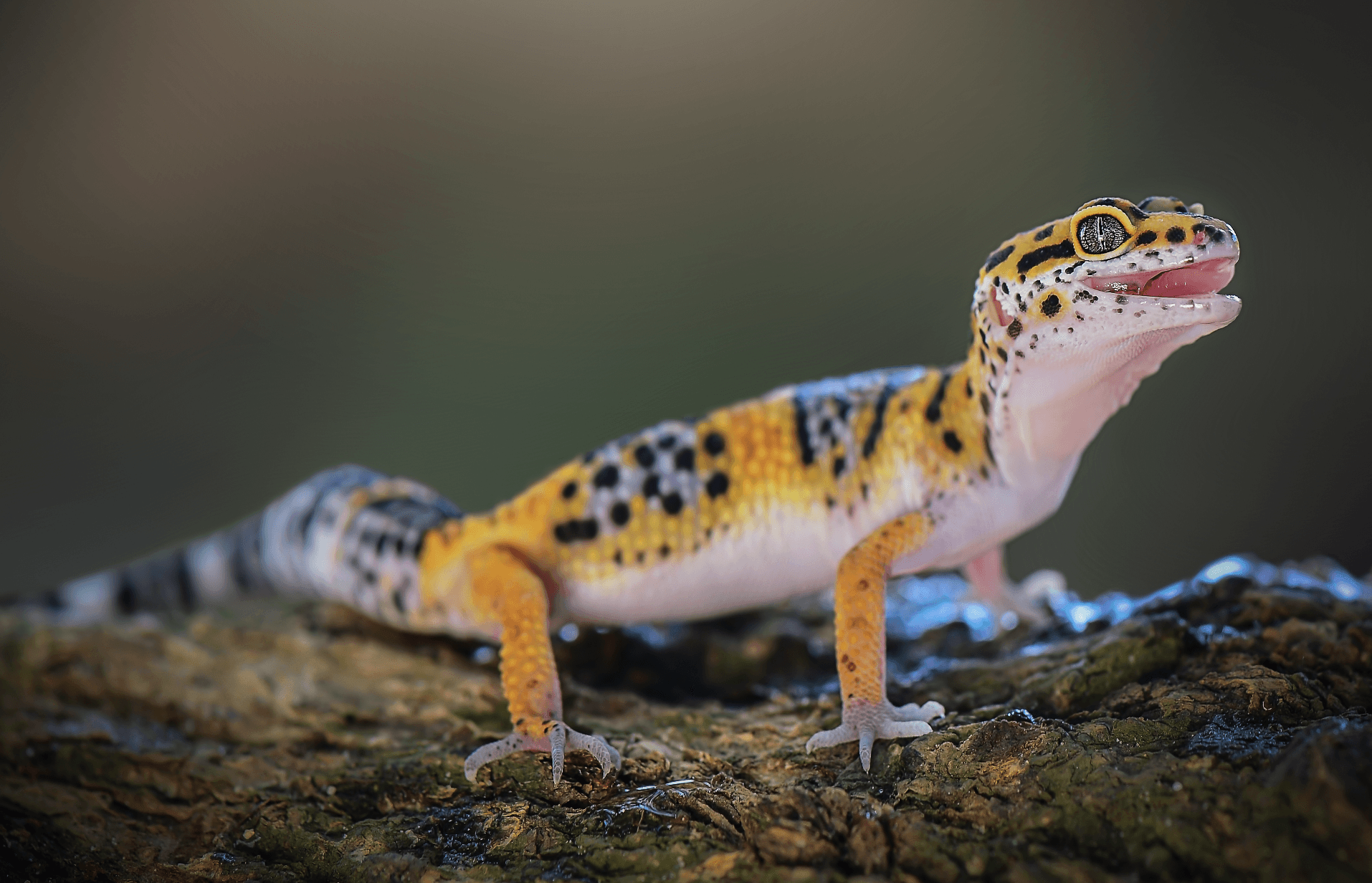 A new gecko gallery filled with rare species is opening in Brooklyn
