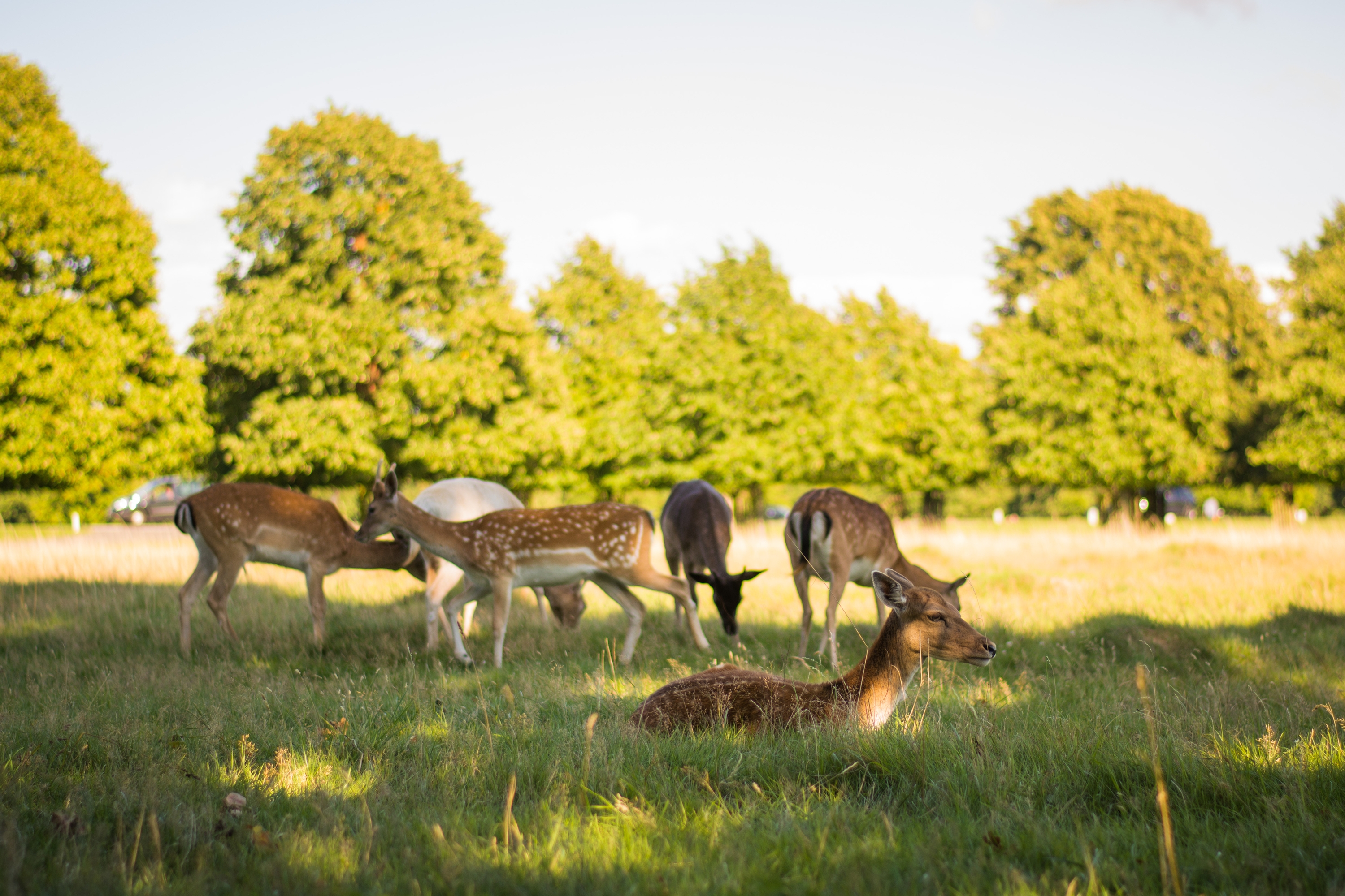 Deer have returned to London's Greenwich Park after four years away