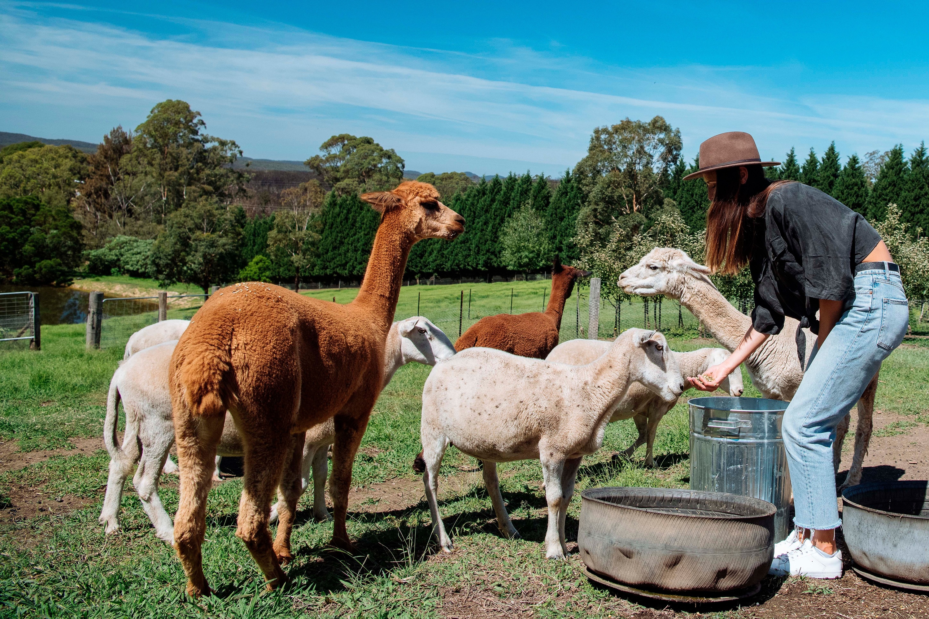 This magical farm, cellar door and apple orchard is a must-visit in the Blue Mountains