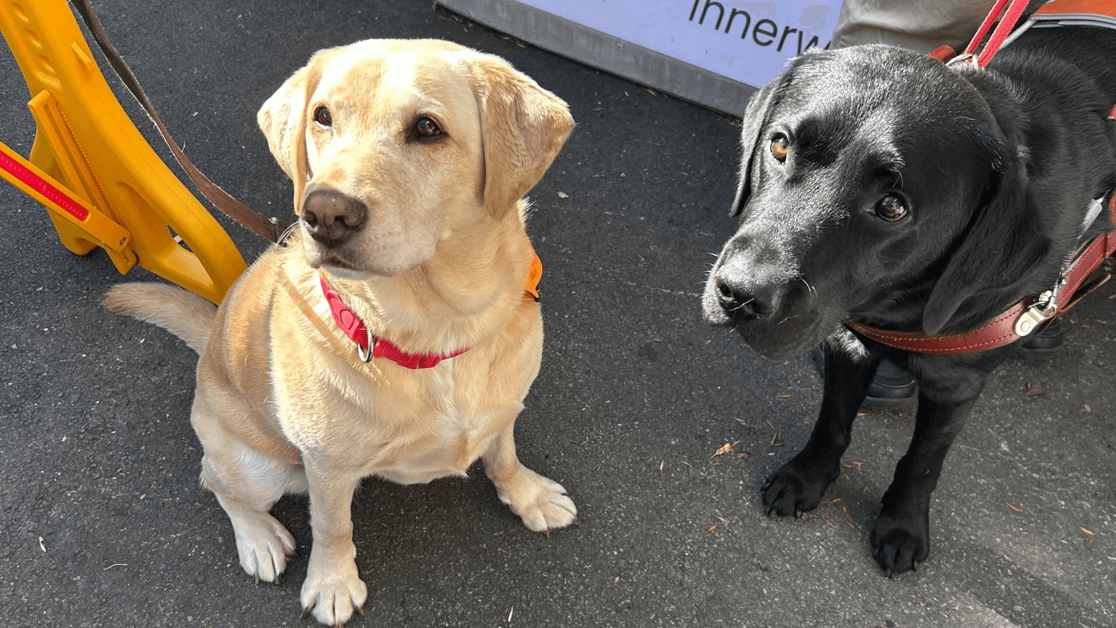 Shocking fact: Sydney venues still turn away guide dogs – this new initiative is here to help