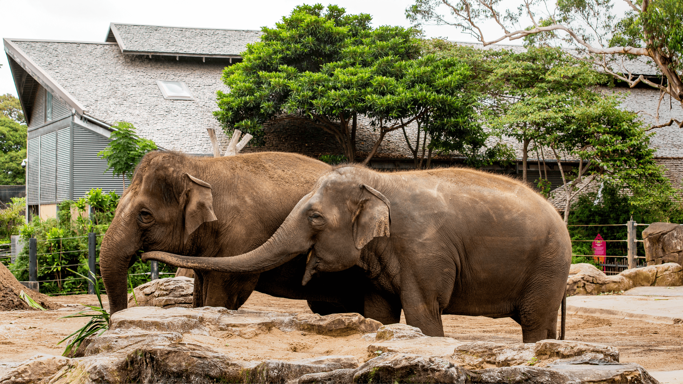 Sydney's rare Asian elephants have moved interstate