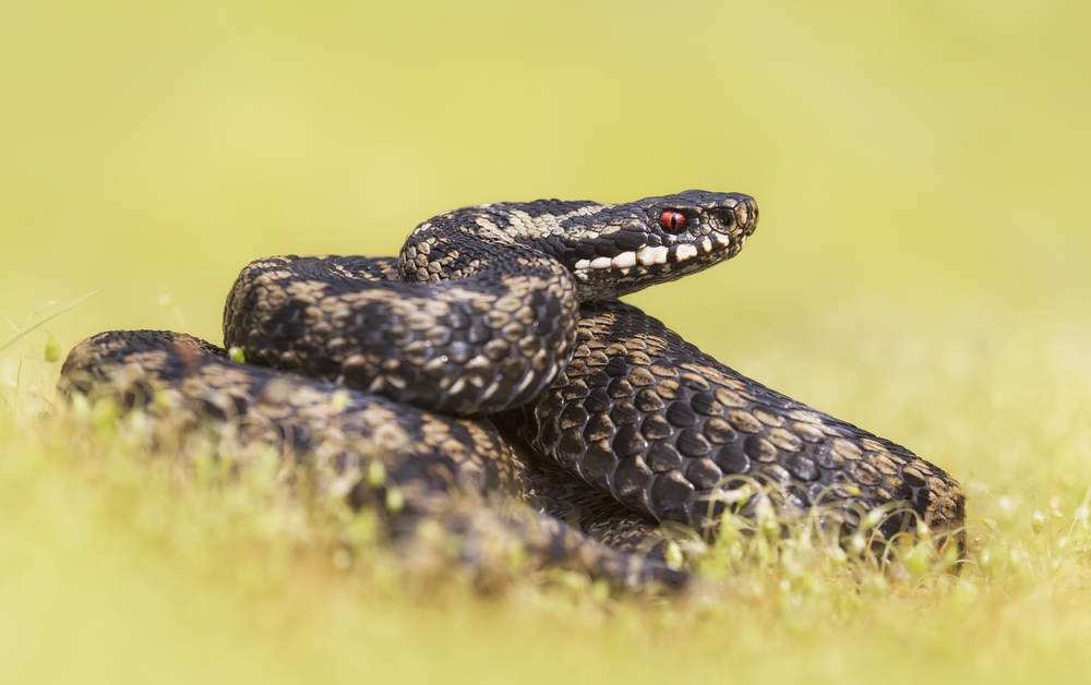 An urgent snake warning has been issued for parts of the UK – here's how it affects London