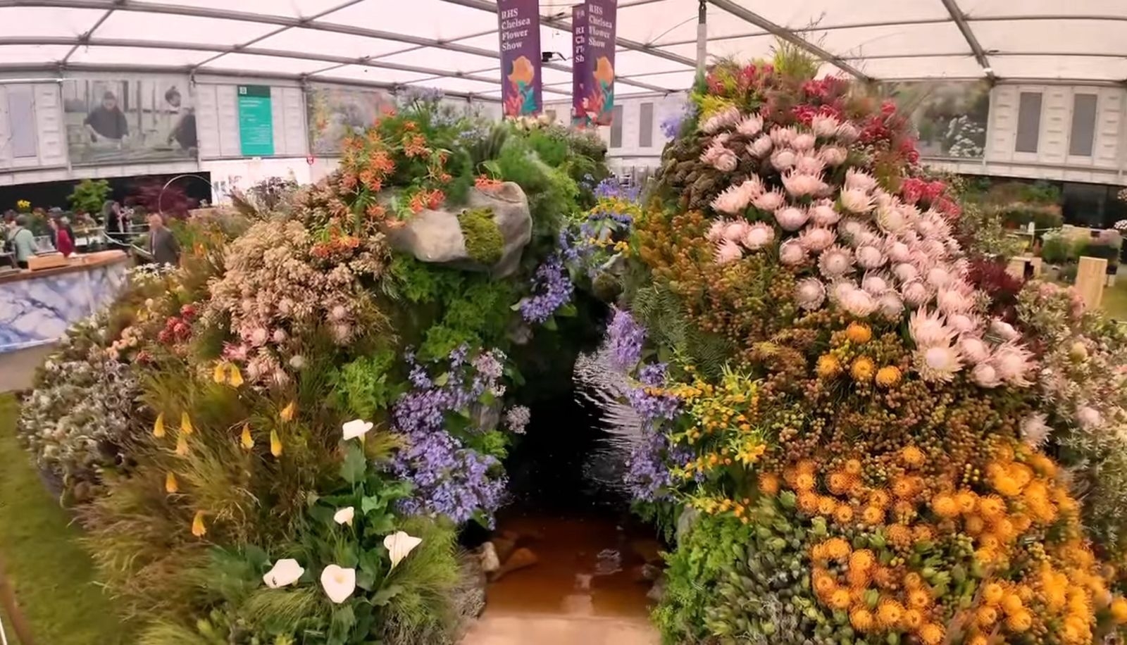 Take a look: SA's Cape Floral Kingdom wins Chelsea Gold