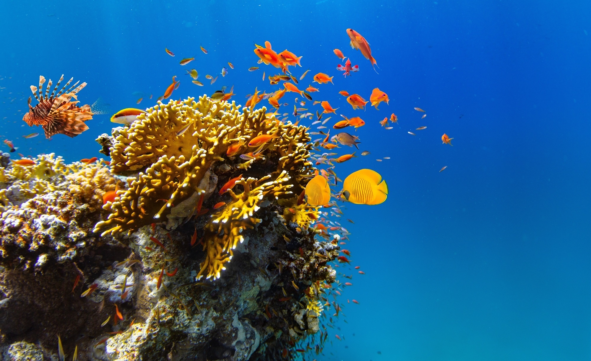 A new underwater sculpture park in Miami Beach is working to help coral thrive