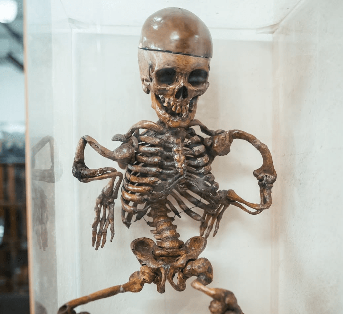 Last call for spine-chilling Siriraj Medical Museum after-dark visits