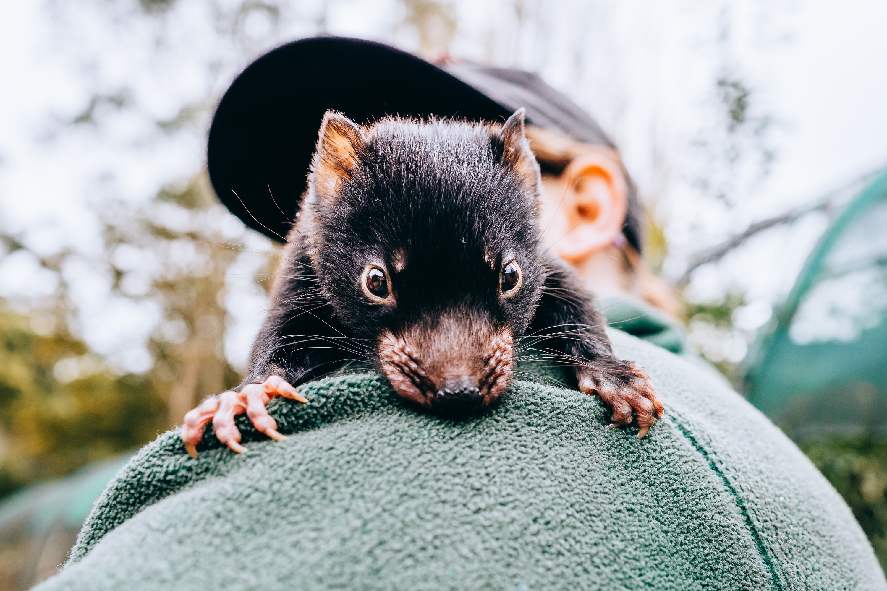 This Australian island is looking for people to babysit Tasmanian devils this winter