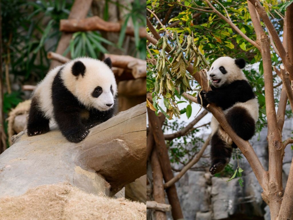 Hong Kong's giant panda twin cubs are officially named Jia Jia and De De