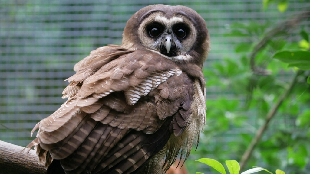 Kadoorie Farm and Botanic Garden closes off access to its rare baby owl