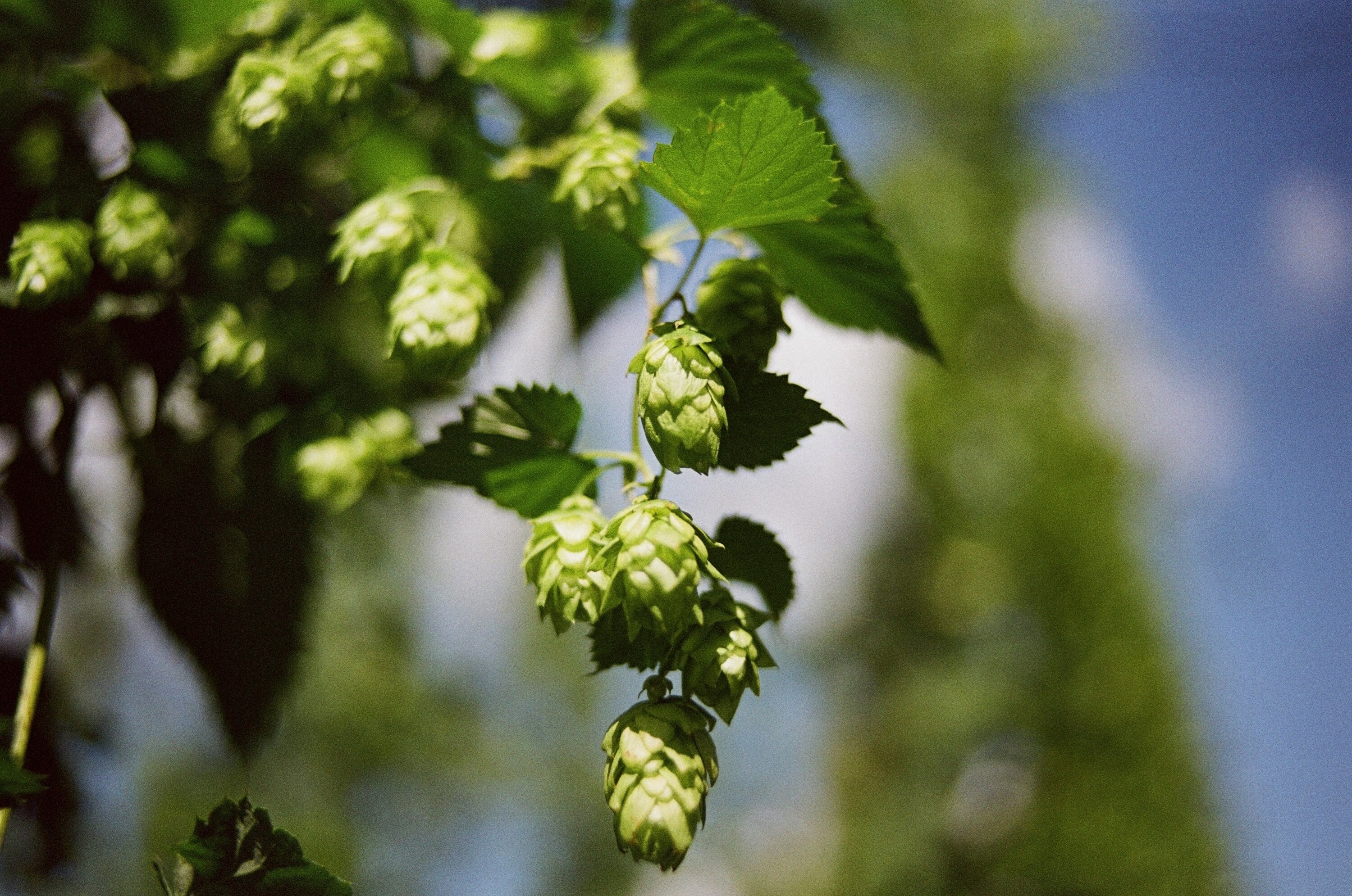 What is hops and how does it change the taste of beer?