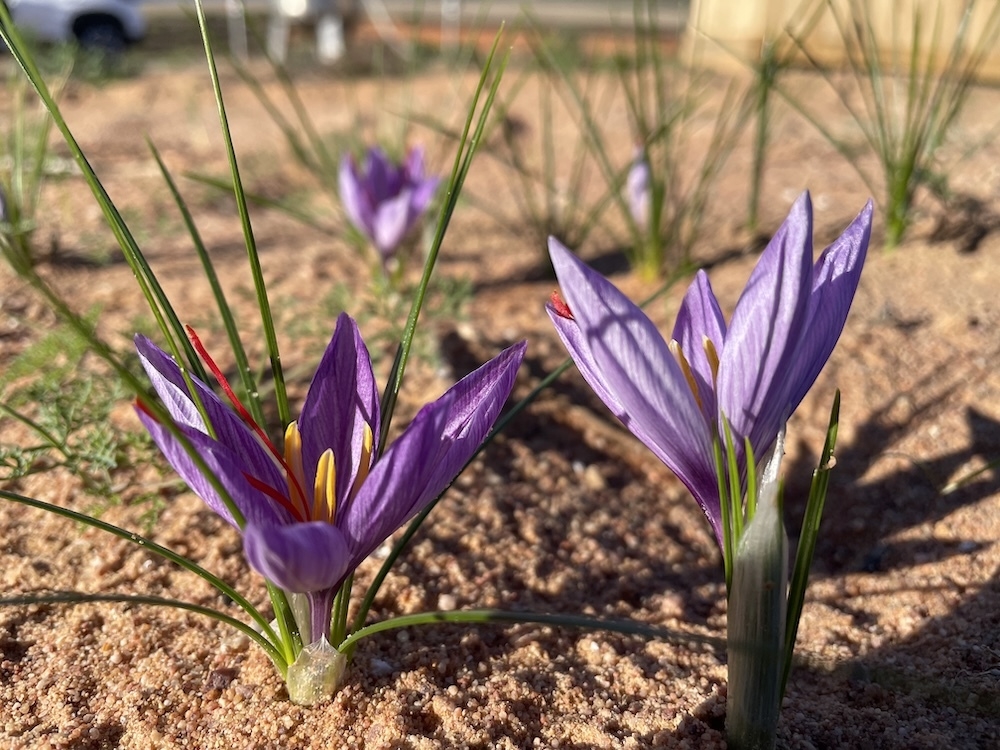 SA's Red Gold: Why this saffron farmer is staying put