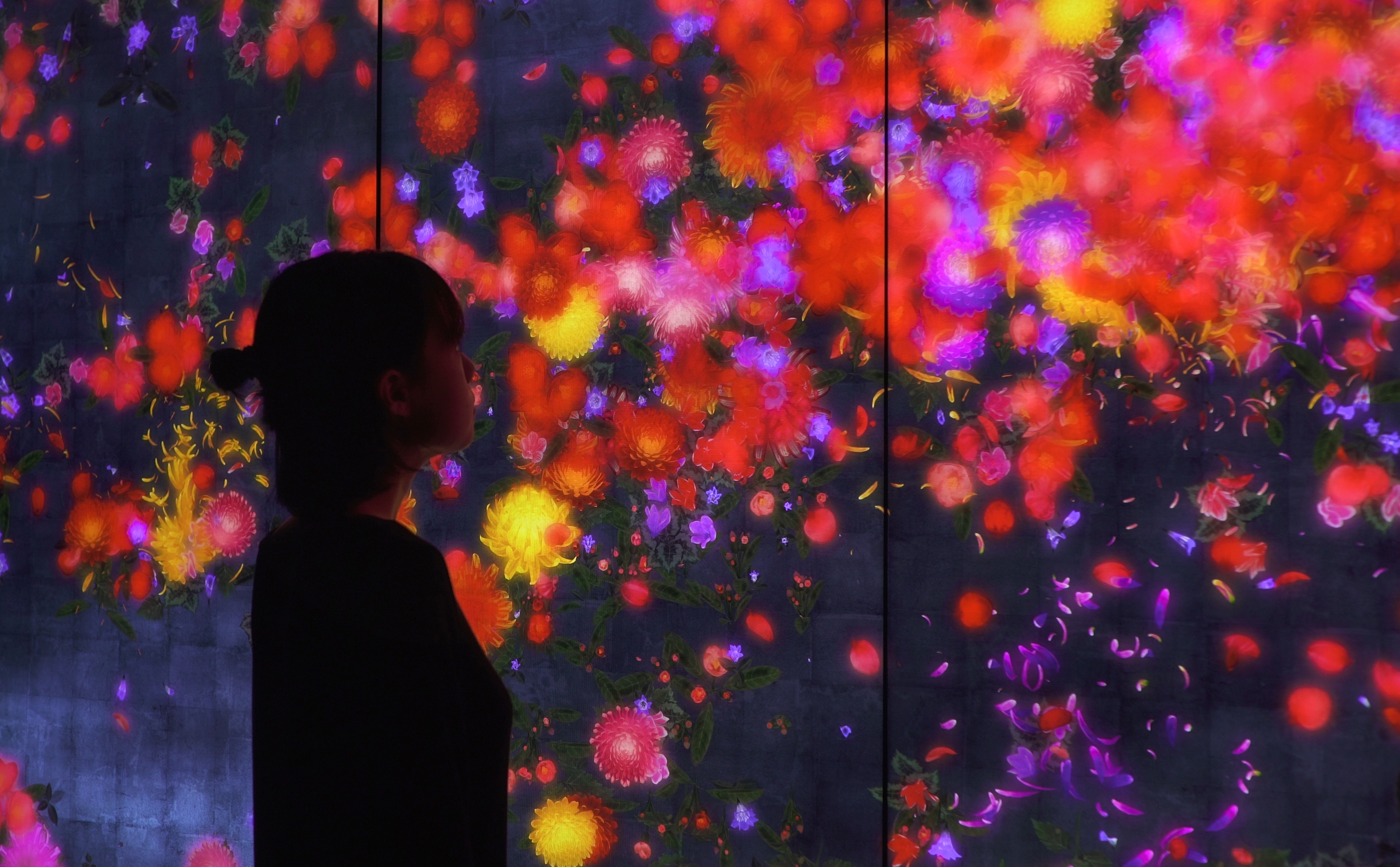 From Tokyo to Coffs: teamLab is bringing this mesmerising exhibition to regional Australia for the first time