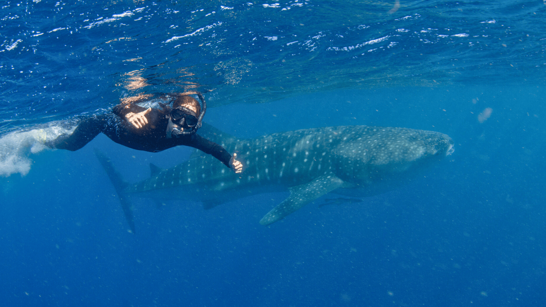 I swam with the world's largest fish – and it might be the coolest thing I've ever done