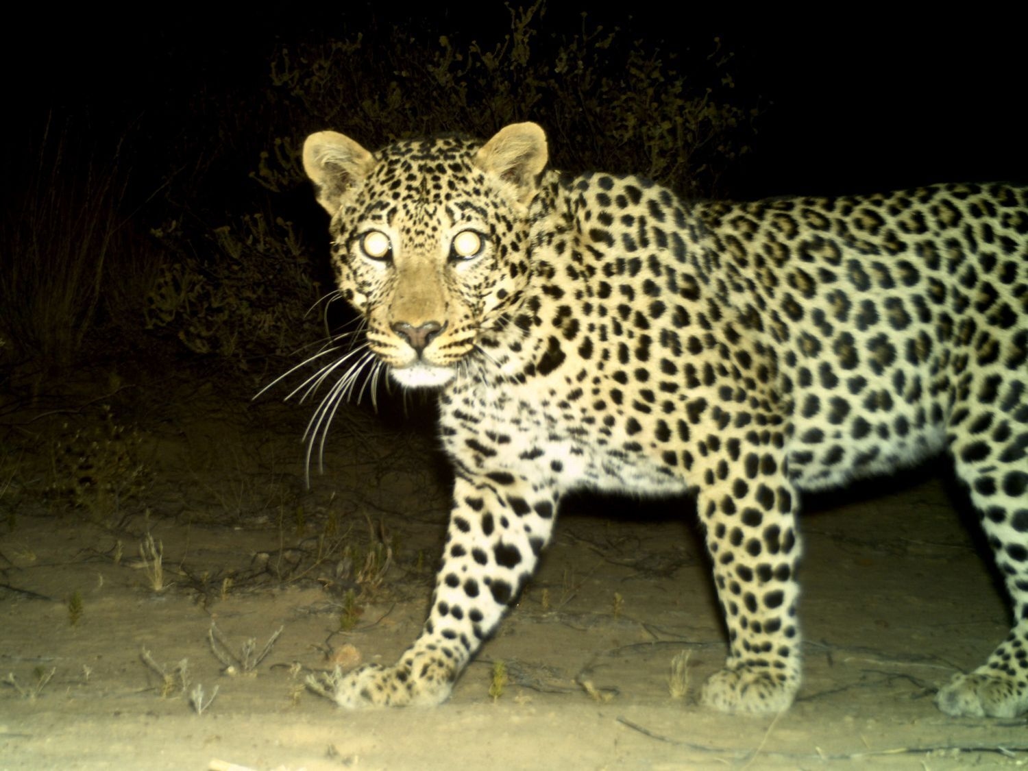 Tragedy in the Langeberg: Young leopard dies in illegal gin trap