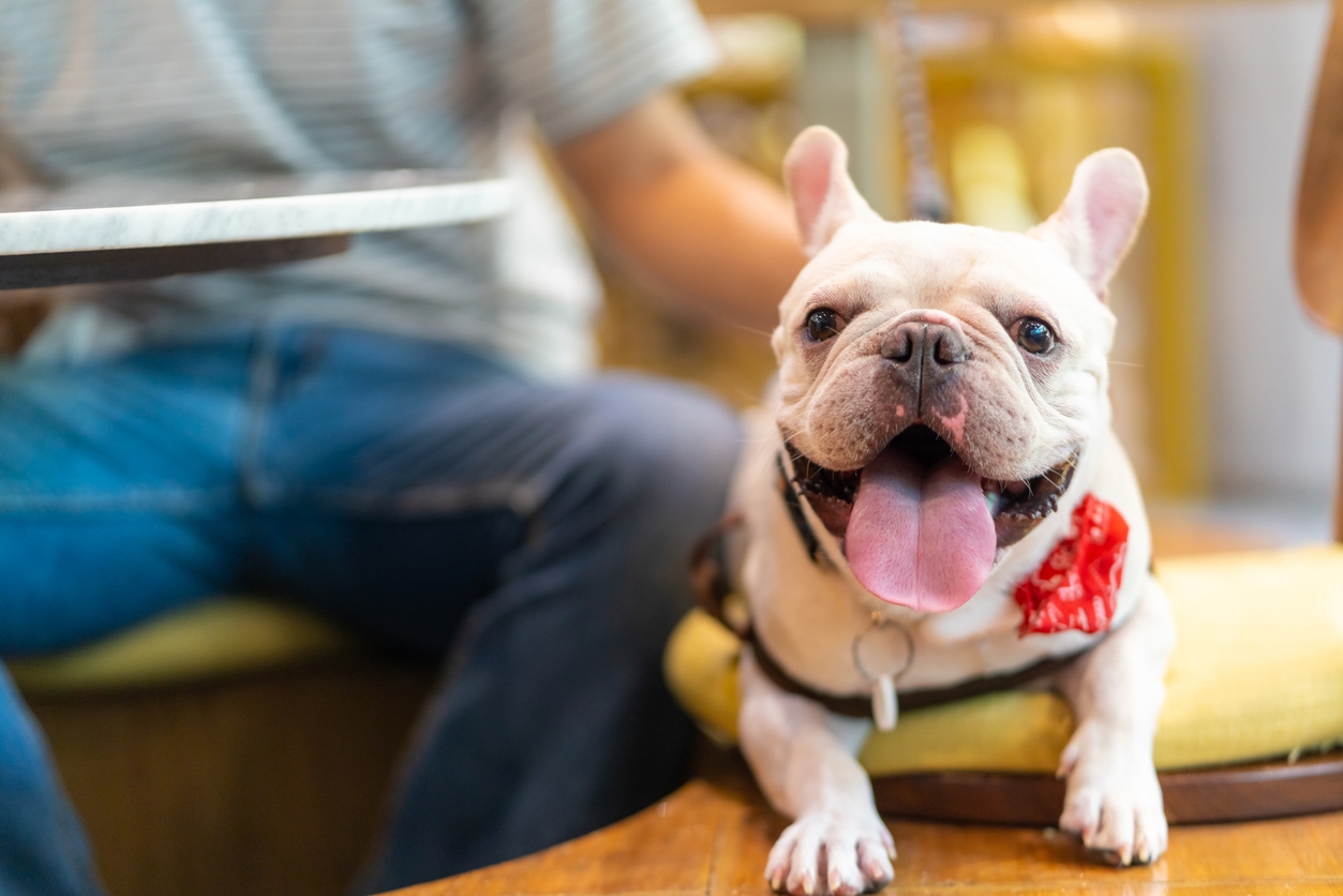 10 Best pet-friendly spots for a fun day with your furry friends