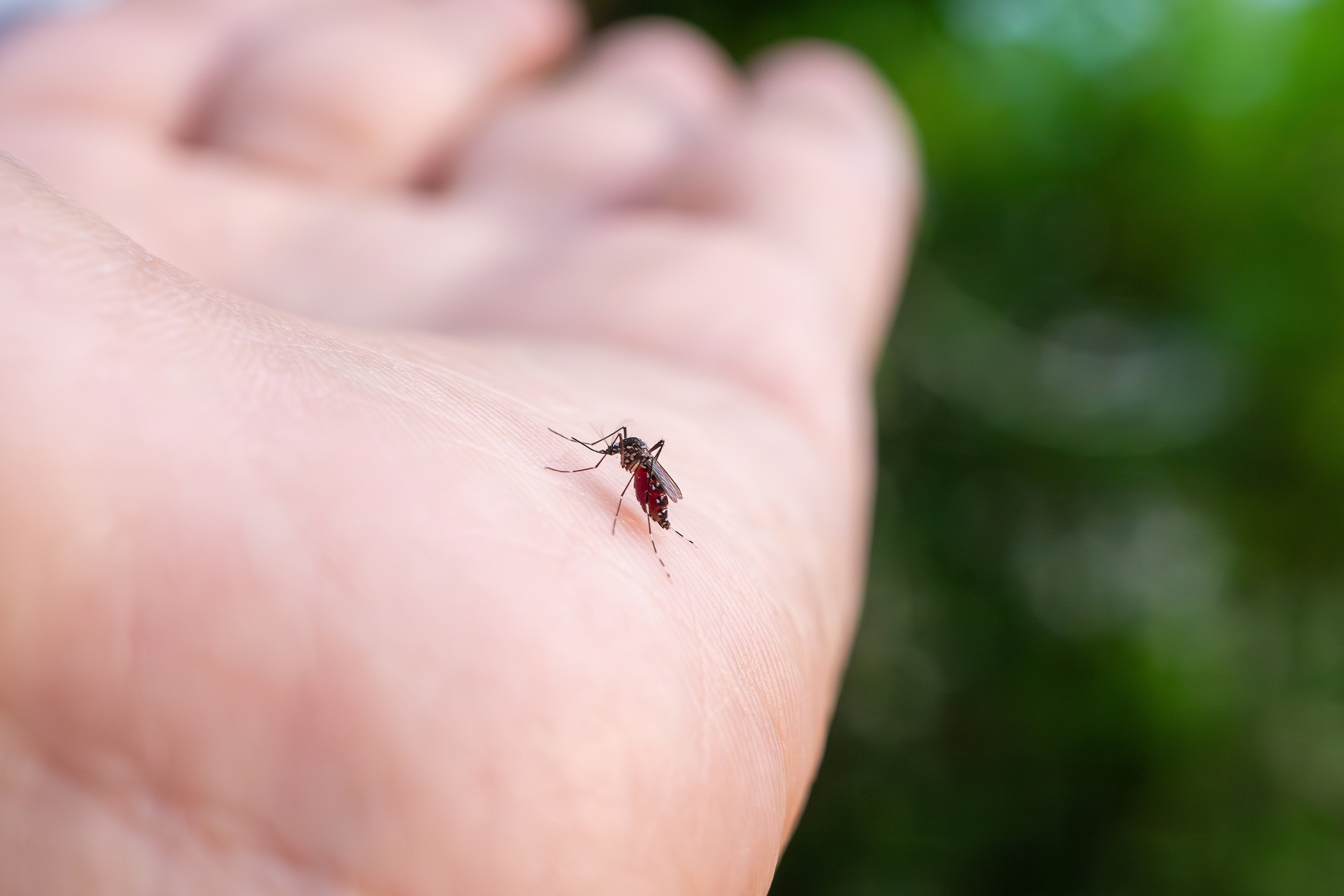 Yes, there are way more mosquitoes than usual in NYC this summer—here's why